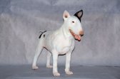 Bull Terrier Dog Bull Terrier Dog