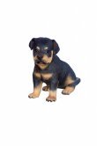 Rottweiler Puppy Rottweiler Puppy