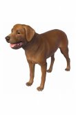 Labrador retriever 2 Labrador retriever 2