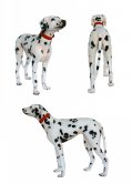 Dalmatian Dog Dalmatian Dog