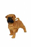 Shar-Pei dog puppy Shar-Pei dog puppy