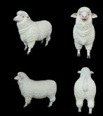 Merino Sheep 3ft. Merino Sheep 3ft.