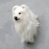 Shetland Sheepdog Head 2 Shetland Sheepdog Head 2