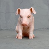 Little sitting piglet Little sitting piglet
