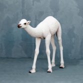 Camel Baby Camel Baby