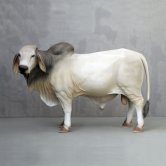 Brahman Bull (Grey) Brahman Bull (Grey)