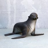 Baby Fur Seal Baby Fur Seal
