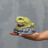 Green Frog on Rock Green Frog on Rock