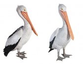 Standing Pelican / Fiberglass Standing Pelican / Fiberglass