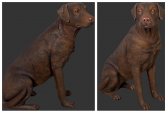 Sitting Labrador / Brown Sitting Labrador / Brown
