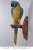 Life Size Blue and Gold Macaw Parrot Statue