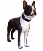 Life Size Boston Terrier Dog Statue Life Size Boston Terrier Dog Statue