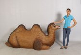 Bactrian Camel Resting Bactrian Camel Resting