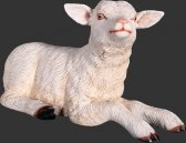 Goat - Kid Resting Goat - Kid Resting