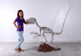 Deinonychus Skeleton Deinonychus Skeleton