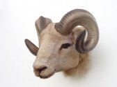 Ram Head Ram Head