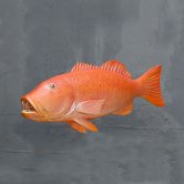 Coral Trout Fish Coral Trout Fish