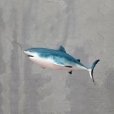 Tiger Shark Tiger Shark