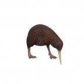 Kiwi Head Down Kiwi Head Down