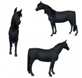 Black Stallion Black Stallion