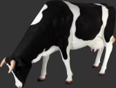 Cow Grazing Cow Grazing