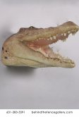 Crocodile Head Wall Mount Statue Crocodile Head Wall Mount Statue