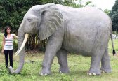 African Elephant African Elephant