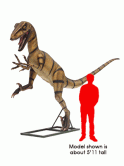 Adult Velociraptor Adult Velociraptor