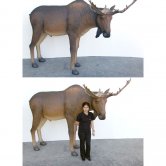 Fiberglass Moose Life-size Fiberglass Moose Life-size