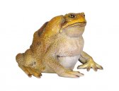 Cane Toad Cane Toad