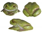 Green Tree Frog Green Tree Frog