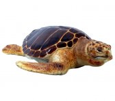 Loggerhead Turtle / Fiberglass Loggerhead Turtle / Fiberglass
