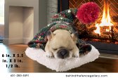 Cozy French Bulldog Cozy French Bulldog