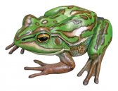 Green and Golden Bell Frog Green and Golden Bell Frog