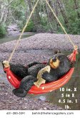 Snoozing Bear Snoozing Bear