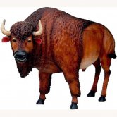 Buffalo Buffalo