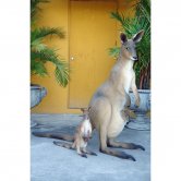Small Kangaroo with Baby Small Kangaroo with Baby