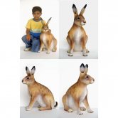 Hare Hare