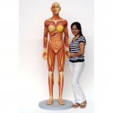 Human Anatomy - Female Human Anatomy - Female