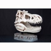 T-Rex Head - Skeleton T-Rex Head - Skeleton