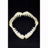 Great White Shark Jaws ( Medium ) Great White Shark Jaws ( Medium )