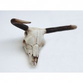 Bull Skull Bull Skull