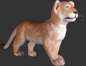 Lion Cub Standing Lion Cub Standing