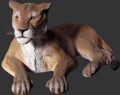 Lioness Lying Down Lioness Lying Down