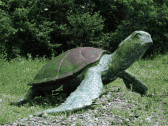 Bronze Sea Turtle Bronze Sea Turtle