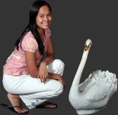 White Swan White Swan