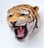 Tiger Head Discounted Tiger Head Discounted
