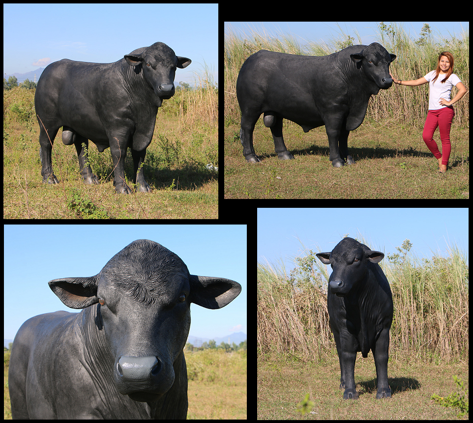 Black Angus Bull Black Angus Bull