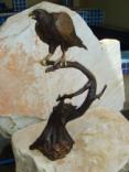 Falcon on Branch Falcon on Branch